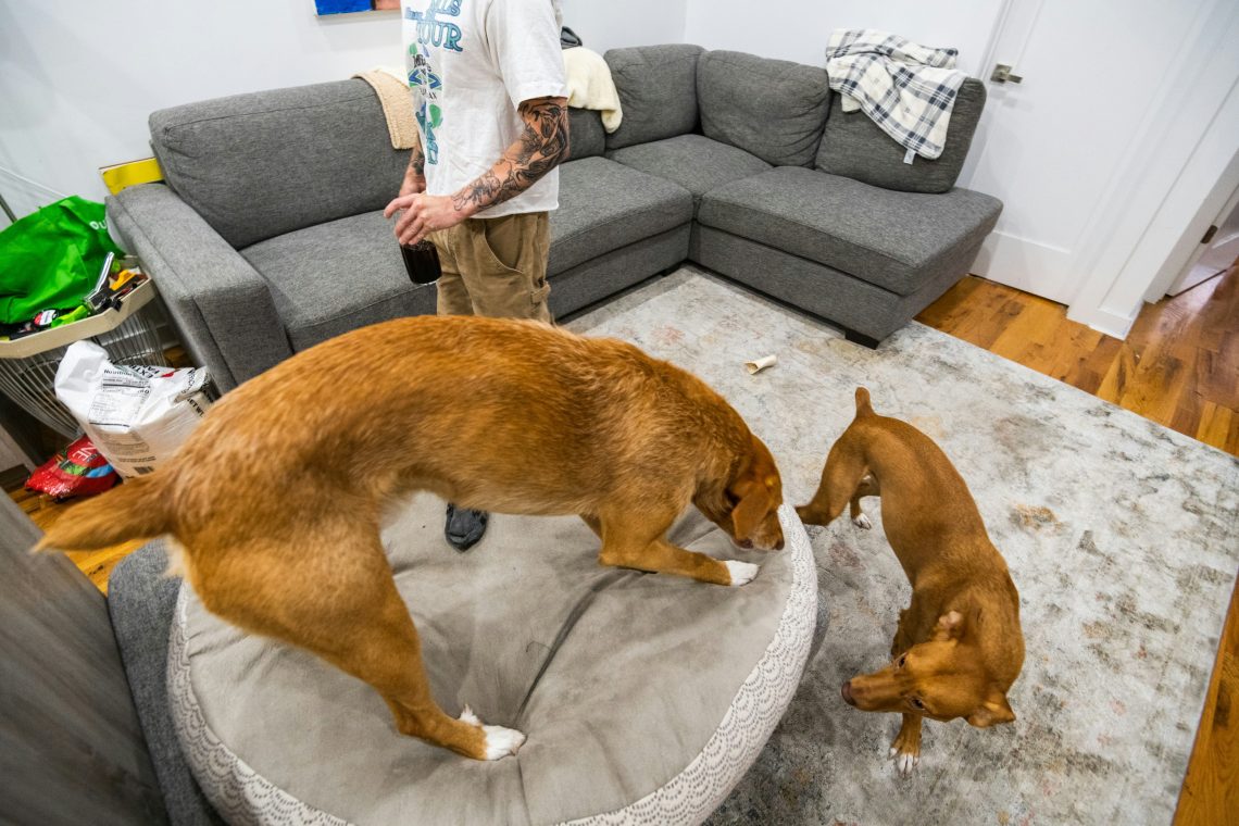 dog daycare