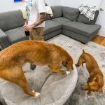 dog daycare